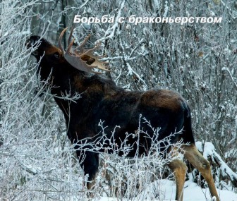 Штраф за браконьерство повысили Штраф за браконьерство повысили