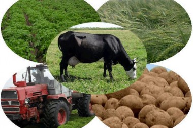 Российским фермерам могут компенсировать затраты на продвижение продукции на рынок Российским фермерам могут компенсировать затраты на продвижение продукции на рынок