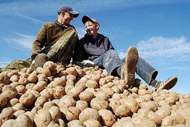 Аграрии Республики Коми собрали рекордный урожай картофеля Аграрии Республики Коми собрали рекордный урожай картофеля