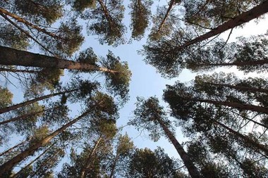 В бюджеты республики и страны от использования лесного фонда поступило около 1,4 миллиарда рублей В бюджеты республики и страны от использования лесного фонда поступило около 1,4 миллиарда рублей