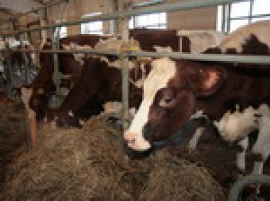 К 2021 году Республика Коми повысит уровень самообеспечения основными продуктами К 2021 году Республика Коми повысит уровень самообеспечения основными продуктами