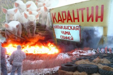 Об угрозе распространения АЧС на территории РФ Об угрозе распространения АЧС на территории РФ