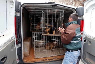 В республике снижается популяция безнадзорных собак В республике снижается популяция безнадзорных собак
