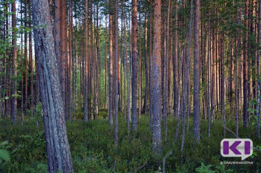 Вуктыльские спасатели четыре километра несли на носилках через лес пострадавшего рыбака Вуктыльские спасатели четыре километра несли на носилках через лес пострадавшего рыбака