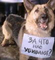 Догхантеры стали раскидывать яд в городах Республики Коми