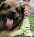 Лохматый верный друг: советы любителям собак.