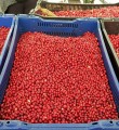 В СФ предлагают возродить систему заготовительных контор для закупки дикоросов