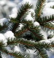 Жители Коми выберут зимний символ республики