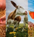 На 26% вырастет выделенная на развитие семейных животноводческих ферм сумма грантовой поддержки