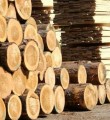 Драйвером развития промышленности республики станет лесопереработка