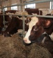 К 2021 году Республика Коми повысит уровень самообеспечения основными продуктами