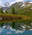 Растительный мир Коми пополнился новыми видами