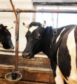 Россия планирует к 2020 году перейти на полное самообеспечение молоком, мясом и овощами