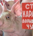 В Республике Коми обеспечиваются все необходимые меры по недопущению возникновения африканской чумы свиней