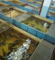 В республике построят рыбоводный комплекс по выращиванию 400 тонн рыбы в год