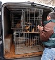 В республике снижается популяция безнадзорных собак