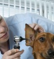 В республику будут привлекать ветеринарных специалистов