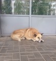 Власти Коми предлагают увеличить наказание рублём безалаберных собаководов