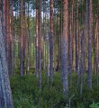 Вуктыльские спасатели четыре километра несли на носилках через лес пострадавшего рыбака