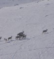 Живой символ национального парка Югыд ва